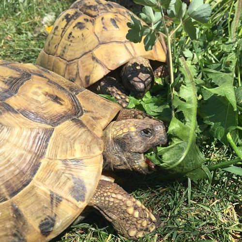 Schildkröten Futterpflanzen Mischung als Saatgut fürs Gehege mehrjährige & winterharte Kräutermischung aus 28 Arten für Landschildkröten (5.000 Samen)