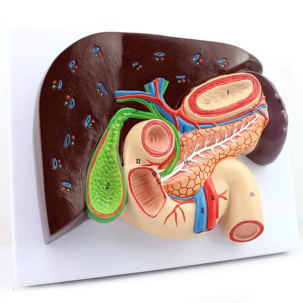 JL Gastric Section Model Liver Anatomy Hepatopancreatic Duodenum Model Digestive Systerm - Includes Detailed Product Manual Suitable for Medical Teaching