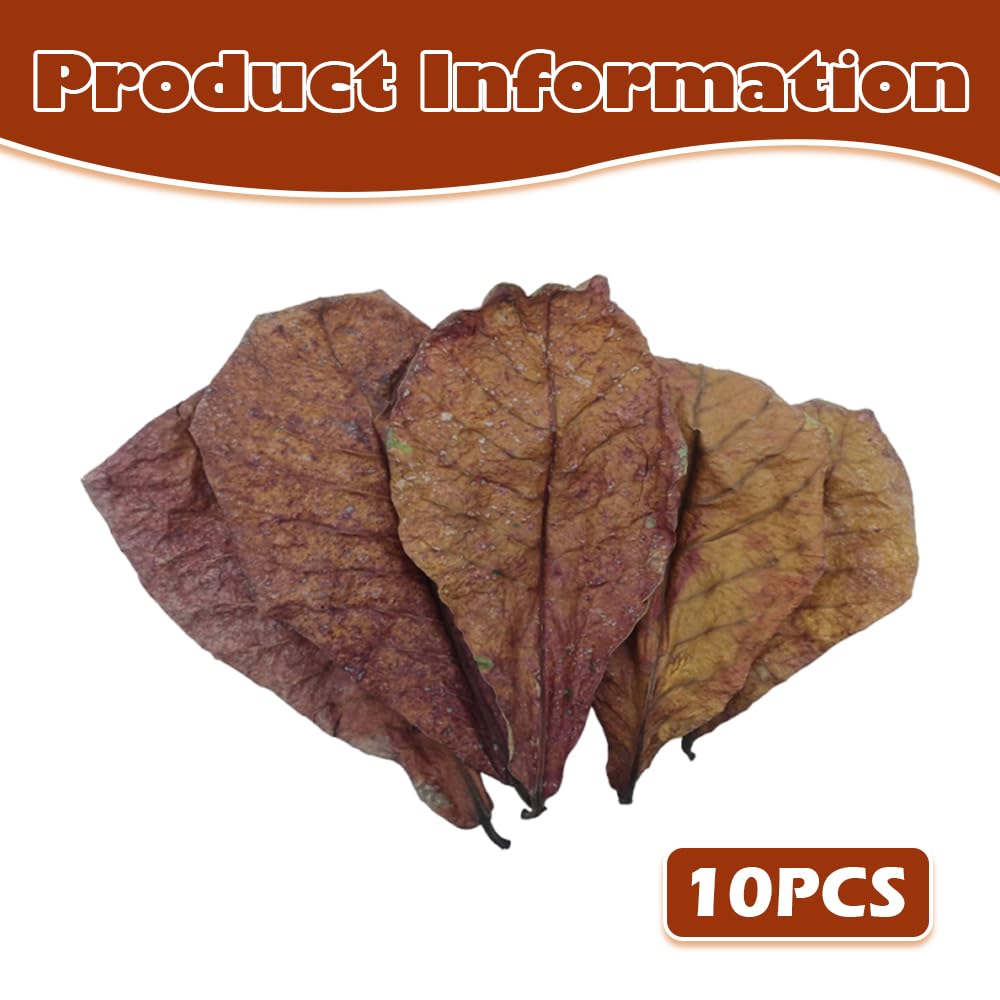 10 Pack Indian Almond Leaves for Betta Fish & Shrimp,betta fish accessories - Image 2