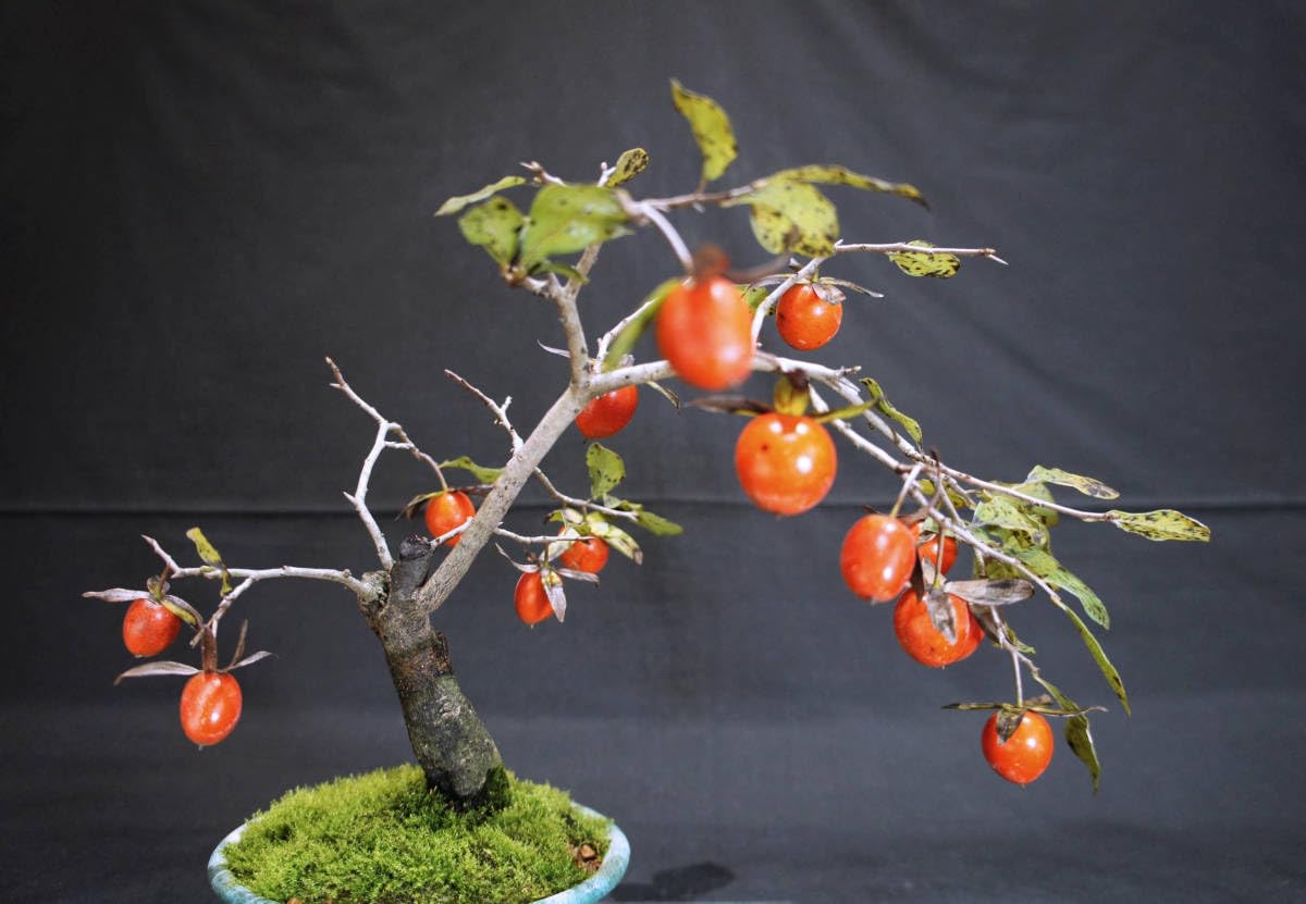 盆栽 柿の木 他石付き 柿2個実つき 盆栽 柿の木 他石付き 柿2個実つき