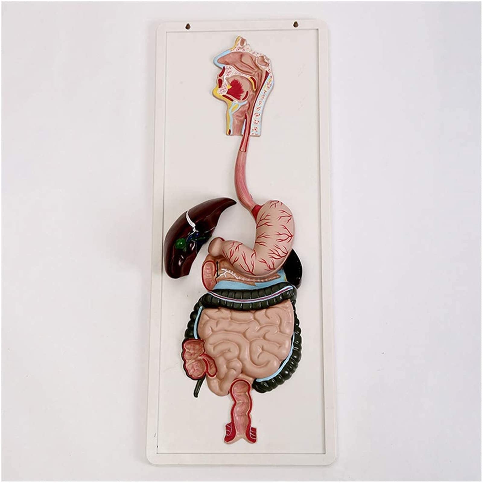 Body Model Human Digestive System Model - Digestive System Relief Model - with Removable Half of Stomach and Transverse Colon - Human Anatomy System Models - for Medical Teaching Educational