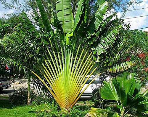 60+ Seeds-All Seasons Ravenala Madagascariensis Travelers Palm Seeds For Home Garden (B0D4QVR9T2) Amazon Price History, Amazon Price Tracker