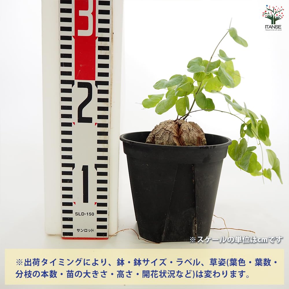 Amazon.co.jp: ITANSE 亀甲竜(きっこうりゅう) 5号 1個売り