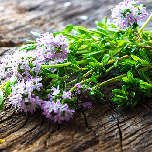 Outsidepride Summer Savory Culinary Herb Garden Plants With Peppery Scent & Taste For Flavoring - 1 Oz #TOP1