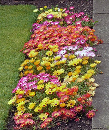 Creative Farmer Flower Seeds : Noon Flower Bellidiformis Flower Seed All Season Seeds For Kitchen Garden Garden [Home Garden Seeds Eco Pack] Plant Seeds (B078RGR3LT) Amazon Price History, Amazon Price Tracker