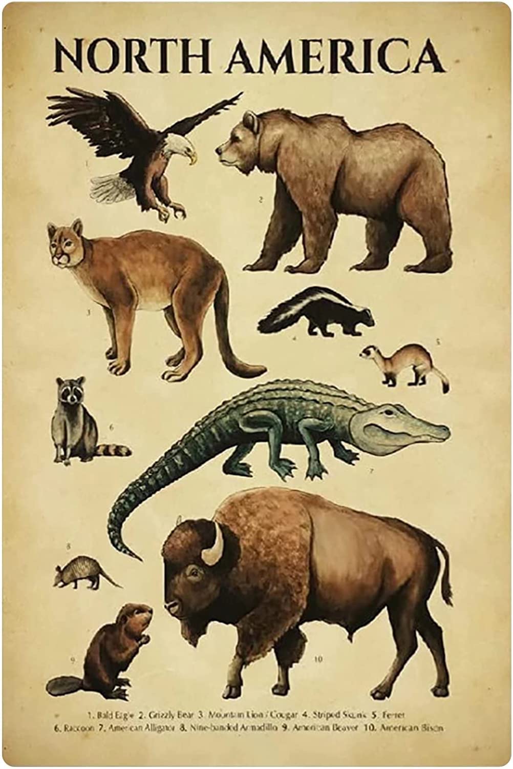 rayprint North America Animals Metal Tin Signs Wall Decor Wildlife Knowledge Retro Poster Children Education Infographic Plaques Home Kindergarten Classroom 12x16 Inches