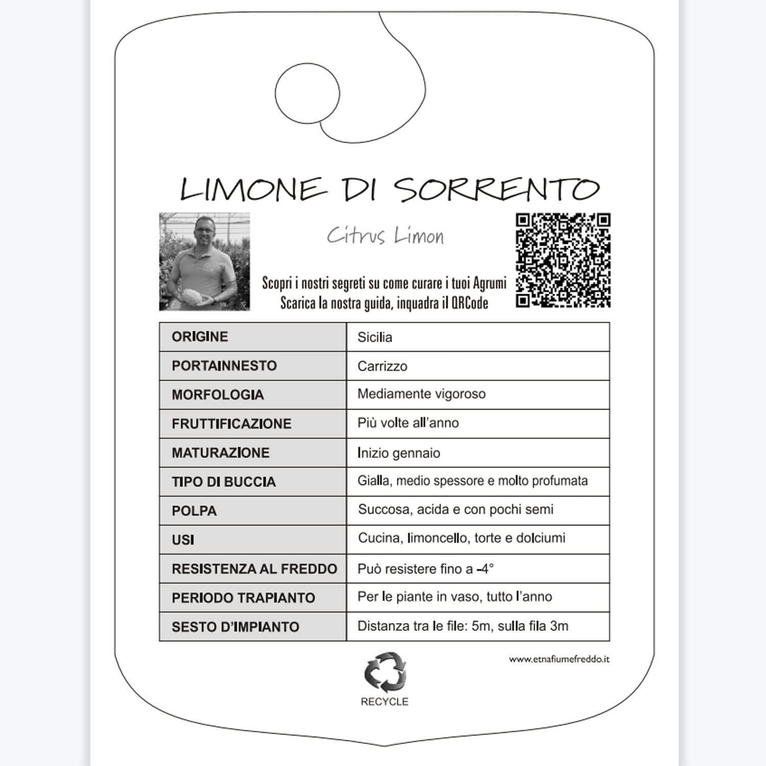 SAVINI VIVAI Pianta di Limone Albero Agrumi Limone Ovale di Sorrento in Fitocella Altezza 100-120 cm di 1 anno di Innesto Made Italy