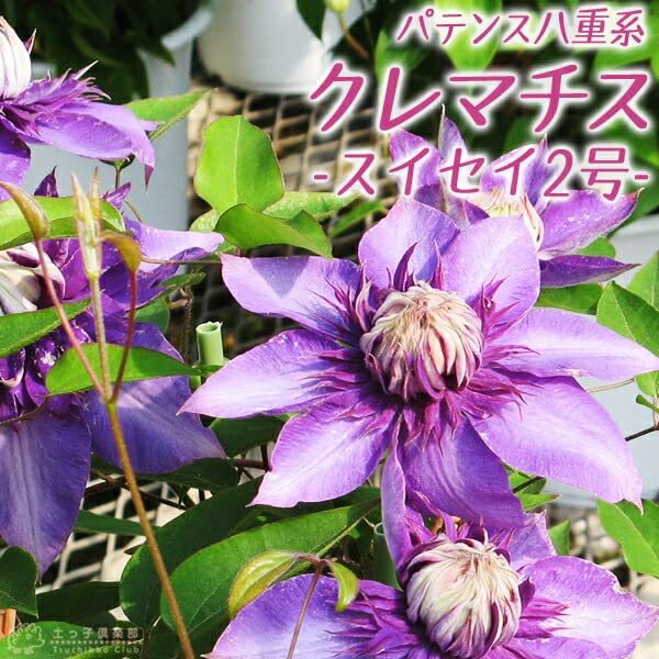 クレマチス！　クリンスイ Amazon.co.jp: クレマチス 9cmポット苗 スイセイ2号 cl-089