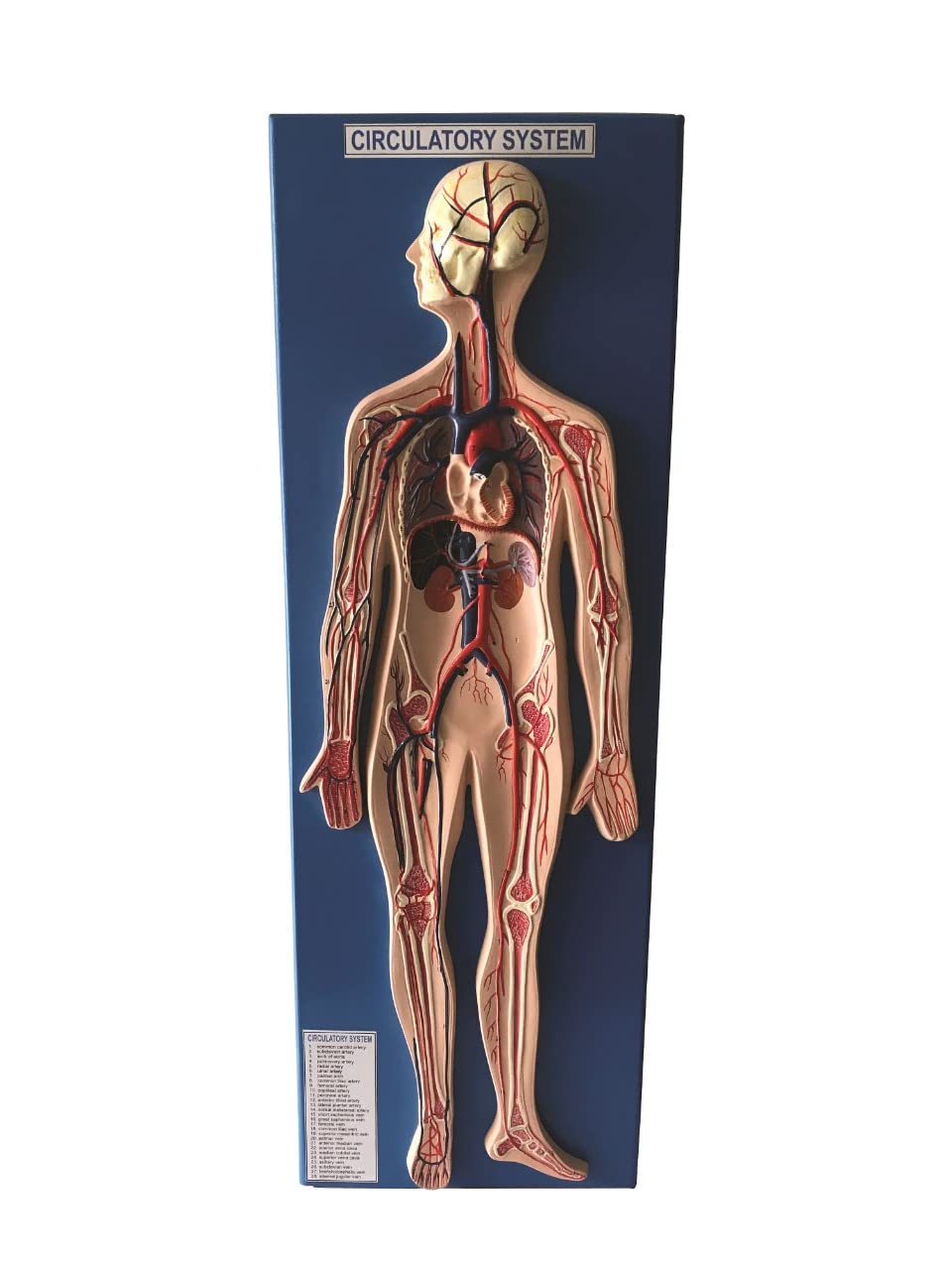 See full amazon price history chart for AI-Human Circulatory System Model/Anatomical model/Used for educational purpose/On board 10x 24 AI-Human Circulatory System Model/Anatomical model/Used for educational purpose/On board 10x 24 (B09YNYB8R3) Amazon Price History, Amazon Price Tracker