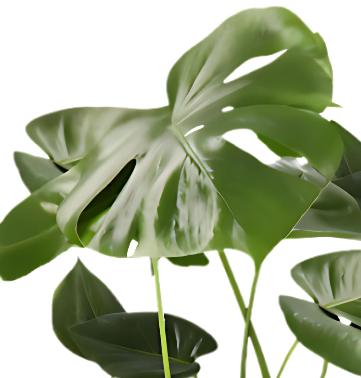 Monstera Deliciosa Lot de 3, 55-70 cm, Pot de 14 cm Ø, Ensemble de plantes pour appartement et bureau, Qualité de professionnel de plantes, Expédition rapide de plantes, Idéal pour la verdure