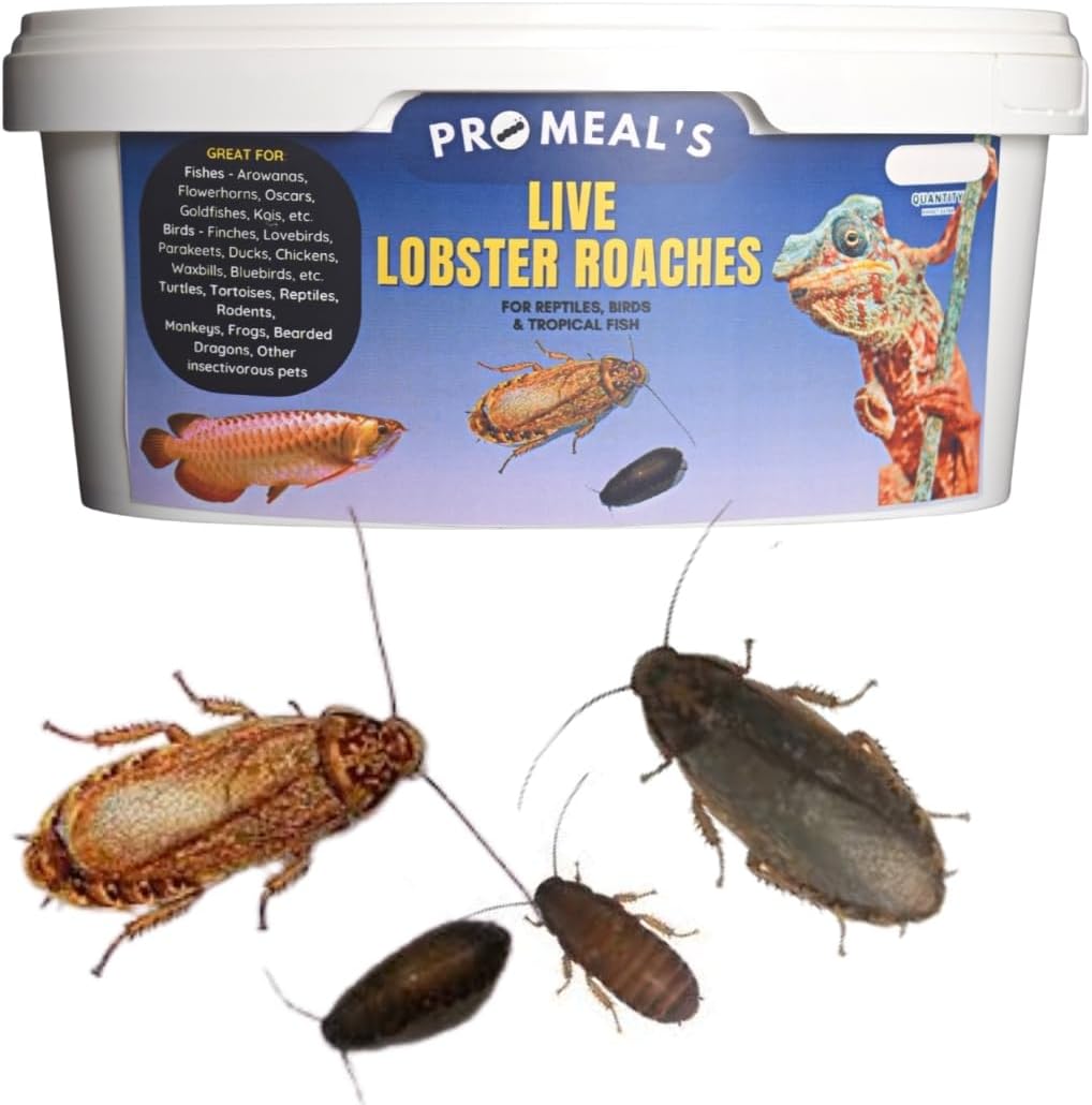 Live Lobster Roaches - High Protein Treat Food for Aquarium Fishes Like Arowana, Flowerhorn and Birds, Reptiles, Monkeys and Other Pets of All Life Stages (1000 Lobsters)