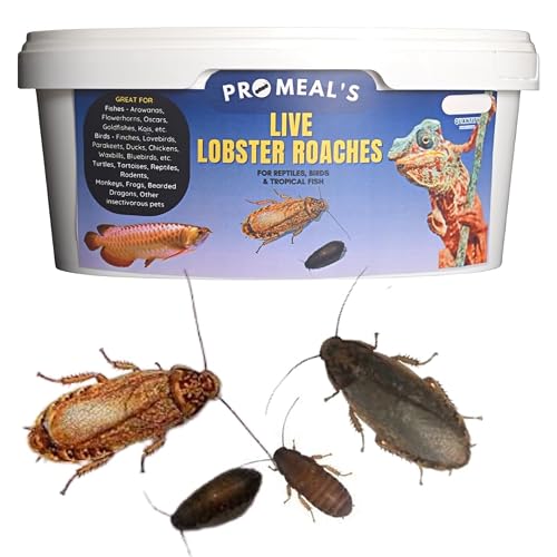 Promeal Live Lobster Roaches High Protein Treat Food for Aquarium Fishes Like Arowana, Flowerhorn and Birds, Reptiles, Monkeys and Other Pets of All Life Stages (25 Lobster Roaches)