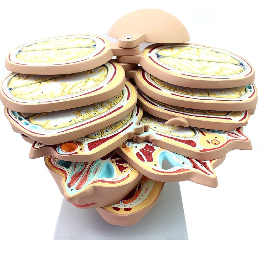Sjdopulse Medical Brain Anatomical Human Model - Brain Ctmri Brain Model Image Medical Teaching Model -12 Parts Human Skull Brain Anatomical Model For Study Teaching