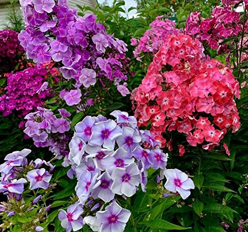 5 X Phlox Paniculata Mix - Radici Nude - Rizomi Di Alta Qualità (5)