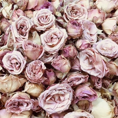 Pink Rosebuds Petite - 12 Real Roses - Freeze-Dried miniatura 1