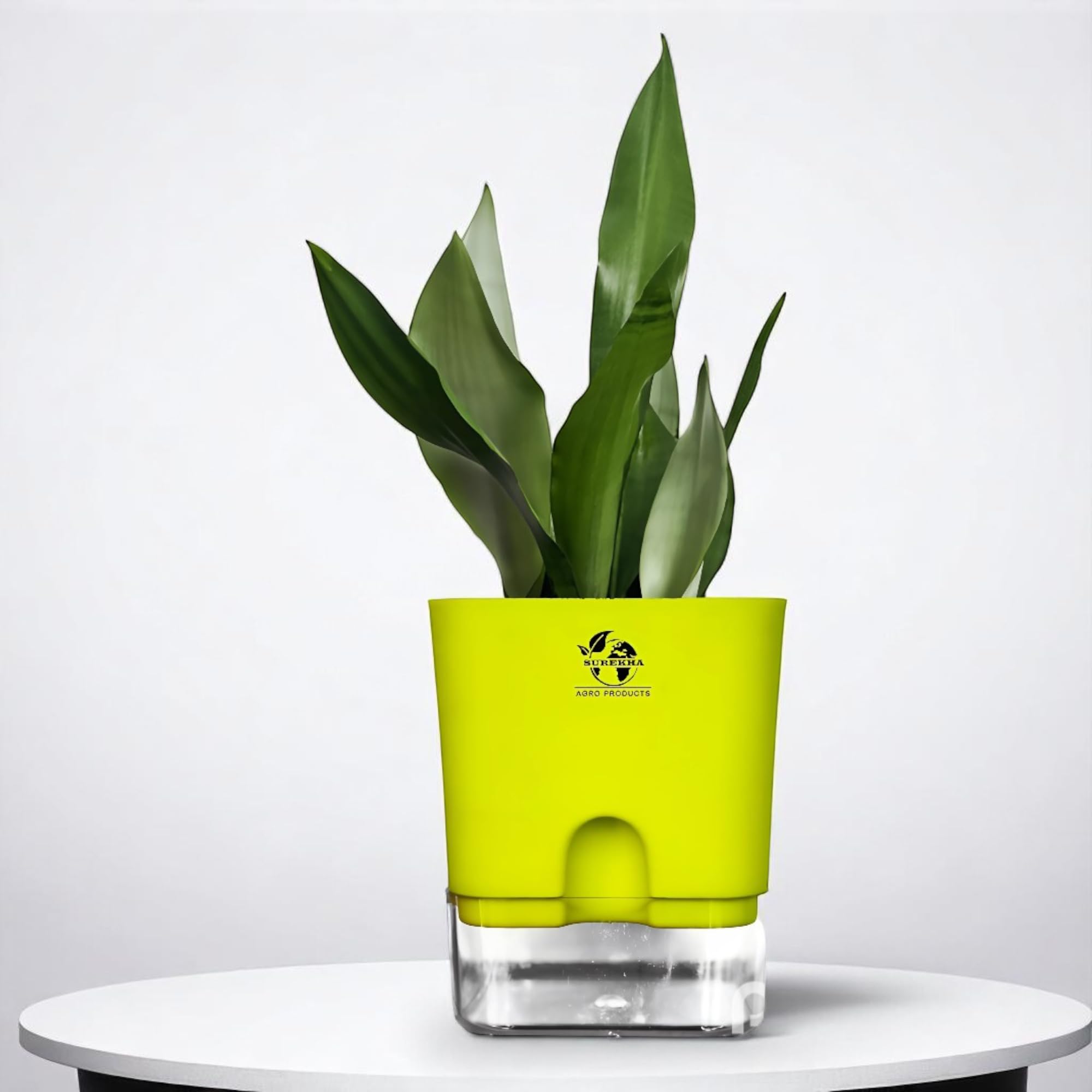 Surekha Silver Hahnii Snake Plant in Self-Watering Square Pot – Air Purifying, Low-Maintenance Indoor Plant for Home & Office Décor (Green Virgin Plastic Pot)-image-3