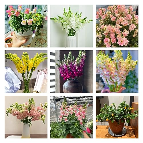 Schöllkraut Bio Samen - 500 Stück Winterharte Wildblumen Für Garten