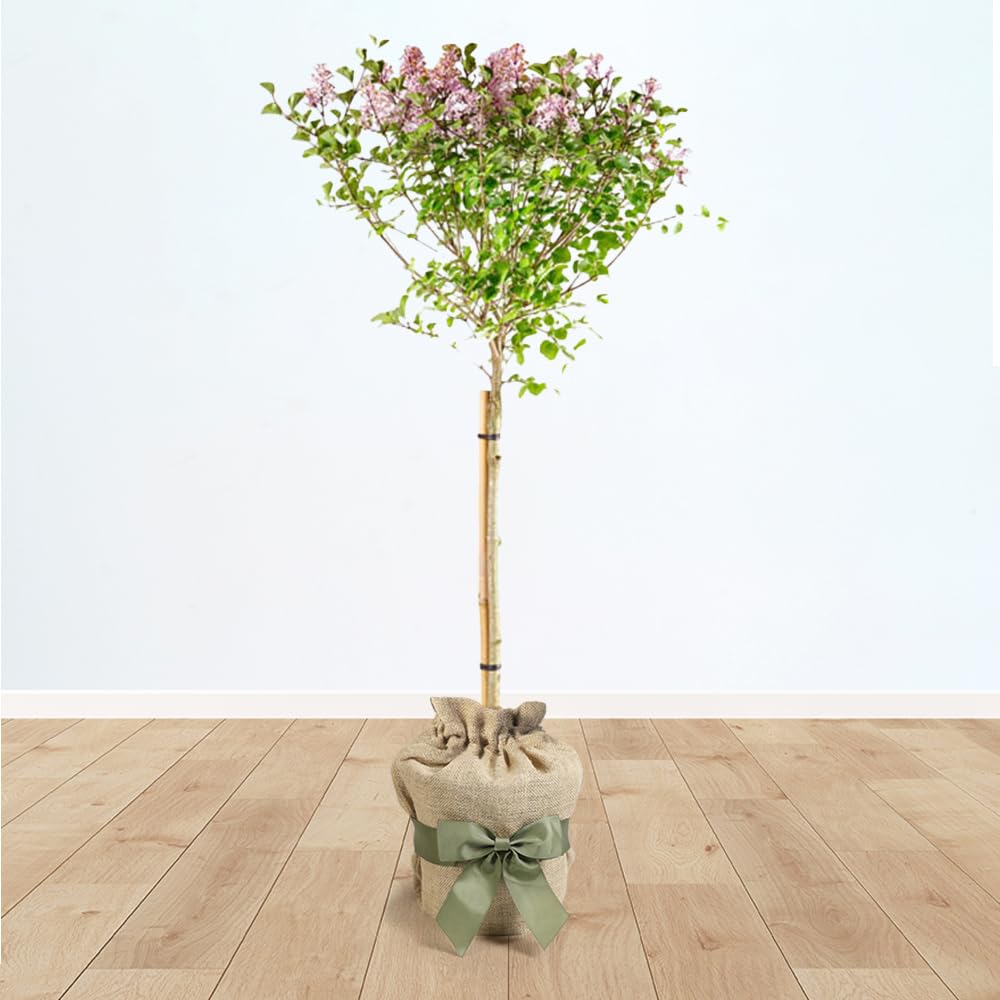 Yougarden Mixed Standard Lilac Tree Syringa 'Palibin' 90-120Cm Tall In 3L Pot, Gift Wrapped Tree In Brown Hessian Bag With Green Fabric Bow, Potted Trees & Shrubs For Gardens Or Patios