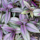 Clovers Garden Persian Shield (Strobilanthes) Plants Two (2) Live Plants – Non-GMO - Not Seeds - Each 4' to 8' Tall – in 4' Inch Pots - Exotic Foliage, Low Maintenance