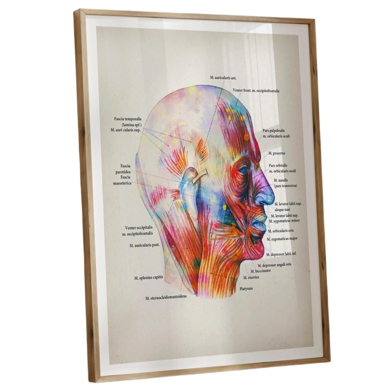 HGETJOHXEM Detailed Muscle Anatomy Poster - Labeled Watercolor Chart, Educational Wall-Art for, Fitness Training & Study(Framed,12x18inch(30x45cm))