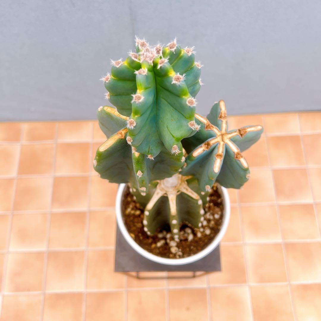 現品　サボテン　柱サボテン　ブランチ　鬼面角　2番　ドライガーデン　観葉植物 Amazon｜サボテン 柱サボテン ブランチ 鬼面角 ドライガーデン 観葉