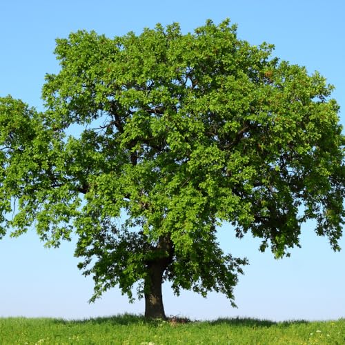 Pack 2 Willow Oak Plants Live, Oak Shades Tree from 12 to 18 Inches Height for Planting, Zones 5-9