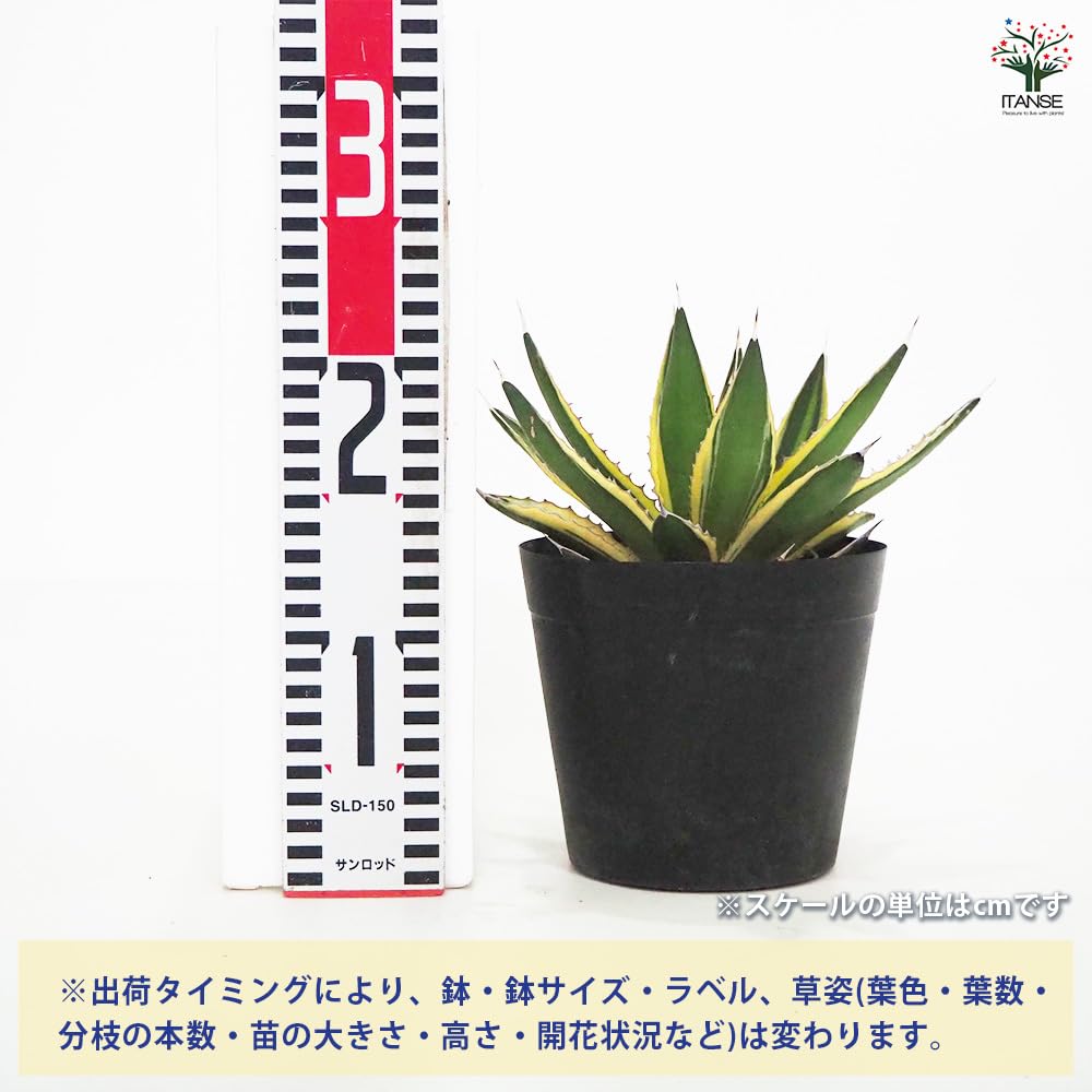 Amazon｜ITANSE アガベ 五色万代(ごしきばんだい) 5号 1個売り