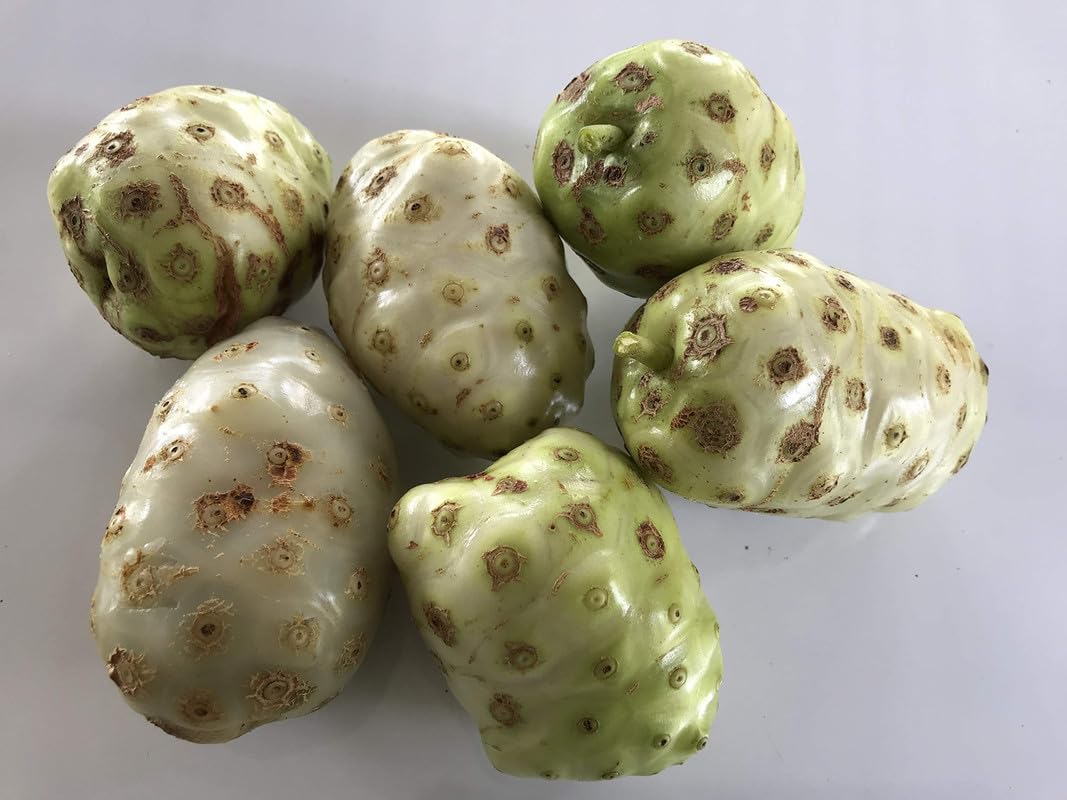 All Season Great morinda, Indian mulberry, noni, beech mulberry, vomit fruit, evil tree, and cheese fruit live plant Pack of 1