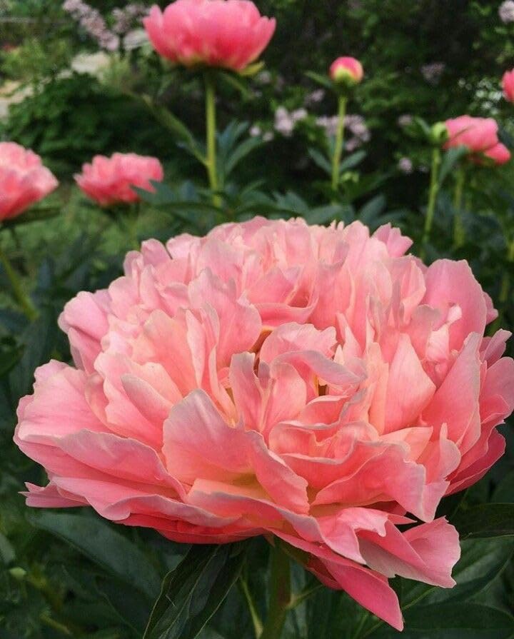 Ritz Farming® Peony imported flower seeds for Home Gardening pack 40 to 50 seeds (PEATCH) (B0CZRFHG1J) Amazon Price History, Amazon Price Tracker