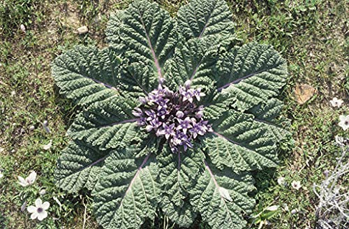 10 pezzi di semi di piante Mandragora