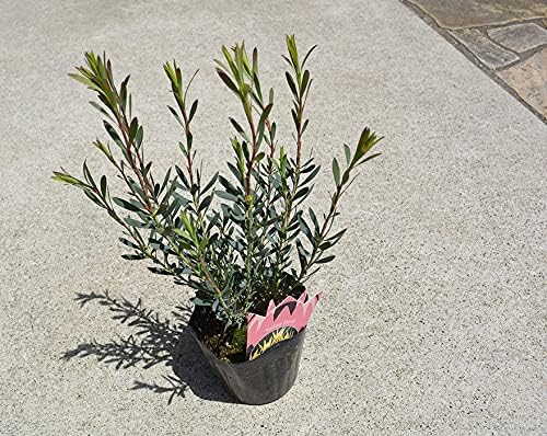 リューカデンドロン イエローデビル 銀葉樹 ドライ Yellowdevil シンボルツリー ブランド買うならブランドオフ プレゼント 母の日 父の日 おしゃれ 庭木 ガーデニング 観葉植物 植木 エクステリア 花 新築 洋風 お祝い 育てやすい 園芸 鉢植え ドライフラワー 新築祝い 記念樹