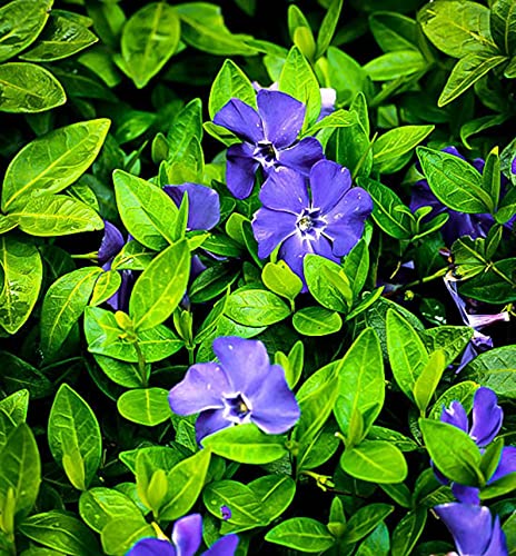 50 Plants Vinca Minor Ground Cover Plants Periwinkle Vinca - Hardy Groundcover Creeping Periwinkle Plants Live not Seeds
