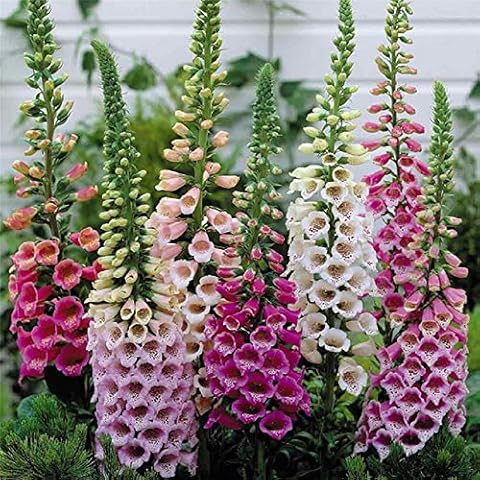 8,000 Foxglove Mix Seeds (Digitalis Purpurea) - by Seeds2Go Cover