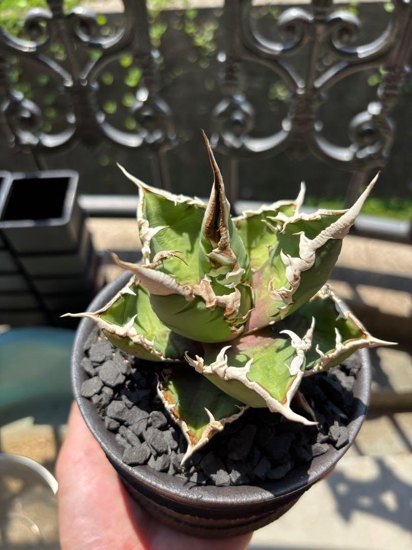 アガベ デザートダイヤモンド 特大株 アガベ デザートダイヤモンド アガベ デザートダイヤモンド 特大株 アガベ デザートダイヤモンド