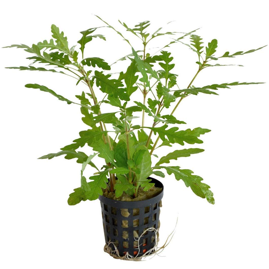 Aquafleur HYGROPHILA PINNATIFIDA Roślina Akwariowa Viva w Doniczce