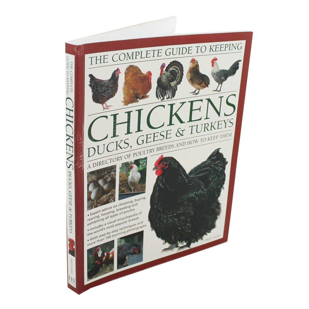 Guide To Keeping Chickens – Keeping Chickens At Home Uk – SQZACT