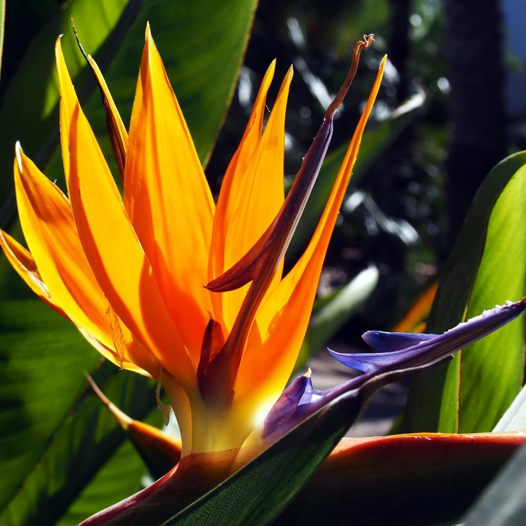 Bird of Paradise Plant Live Tropical Ornamental