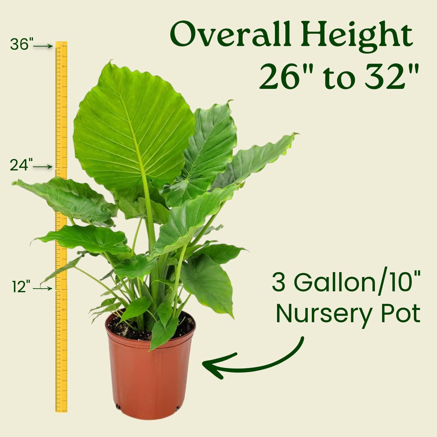Amazon.com : Tropical Plants of Florida Alocasia California Live Plant 3  Gallon 10 Inch Nursery Pot, 26 to 32 Inch Tall Elephant Ear Plant, Tropical  Indoor Outdoor Foliage : Patio, Lawn & Garden