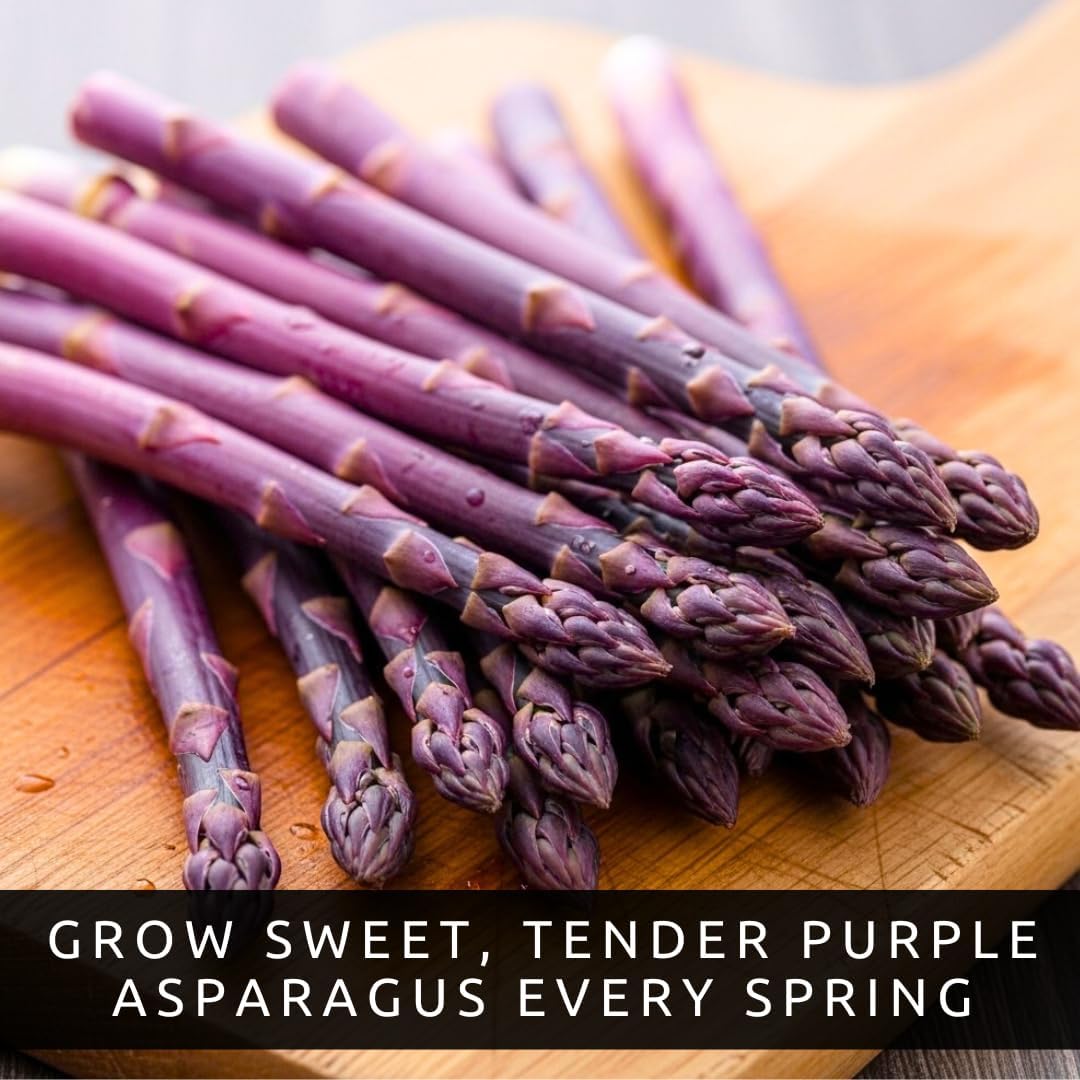 Purple Passion Asparagus Crowns for Planting - Sweet and Tender Purple Asparagus, Healthy 2yr Root Stock (20 Plants)