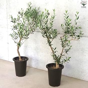 逸品。仕立てオリーブ セントキャサリン1.6M(鉢底から) 逸品。仕立てオリーブ セントキャサリン1.6M(鉢底から) 逸品。仕立て