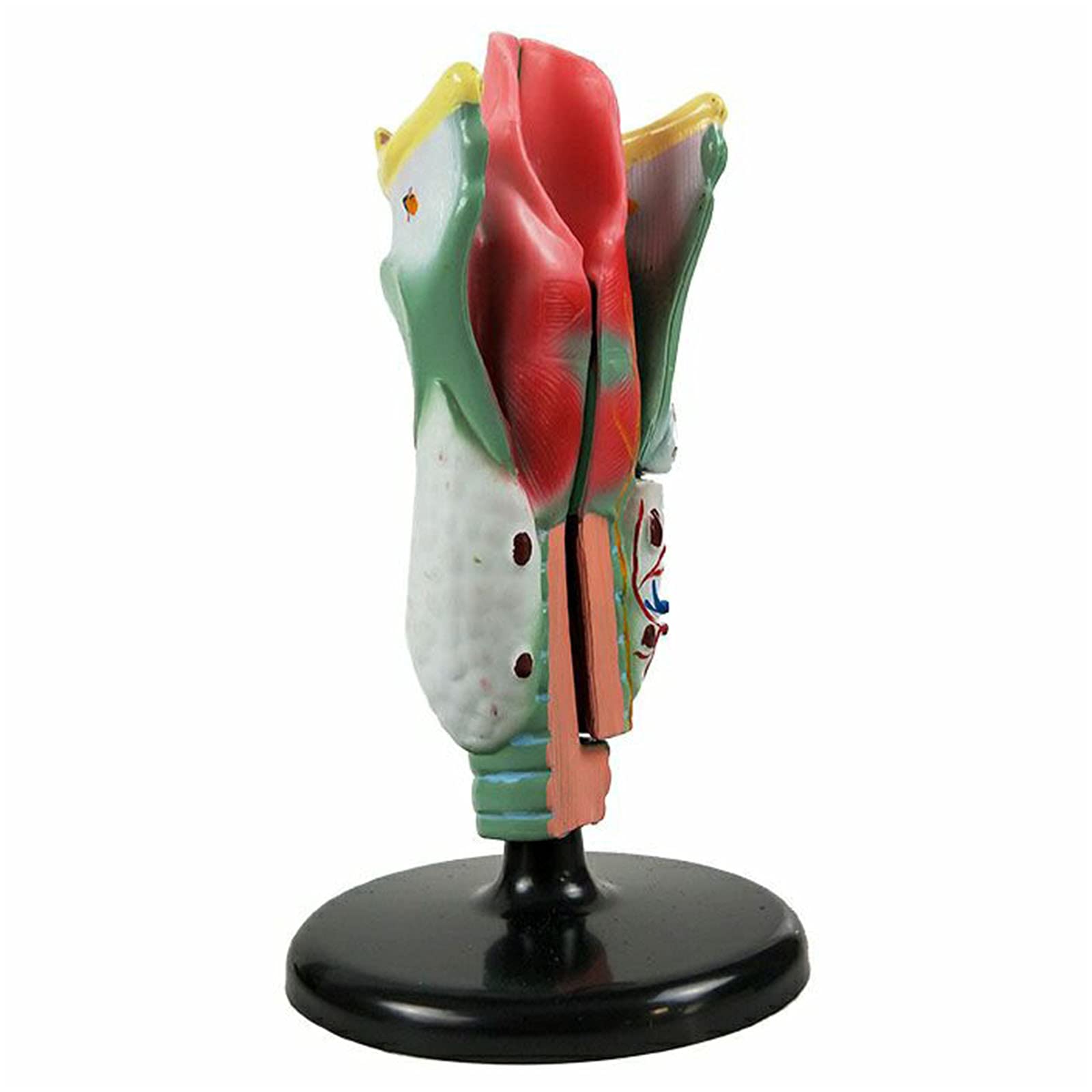 Model Gardła Ludzkiego Larynx Anatomiczny Model Ludzkiej Jamy Nosowej Model Anatomii Gardła Medyczne Materiały Dydaktyczne Narzędzie Do Nauki