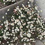 spanisches Gänseblümchen 1 Stück | Erigeron...