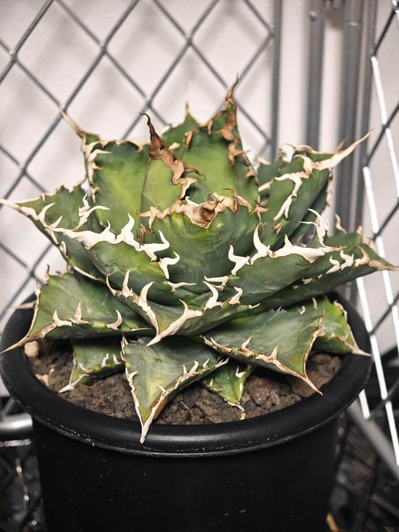 フラワーアレンジメント 造花 マスカット 最終値引きしました アート