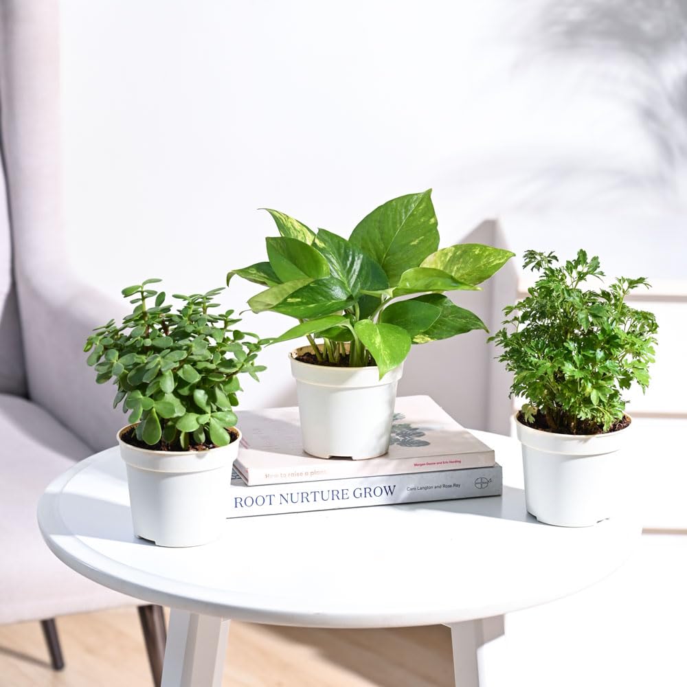 Ugaoo Variegated Money Plant - Self Watering -12