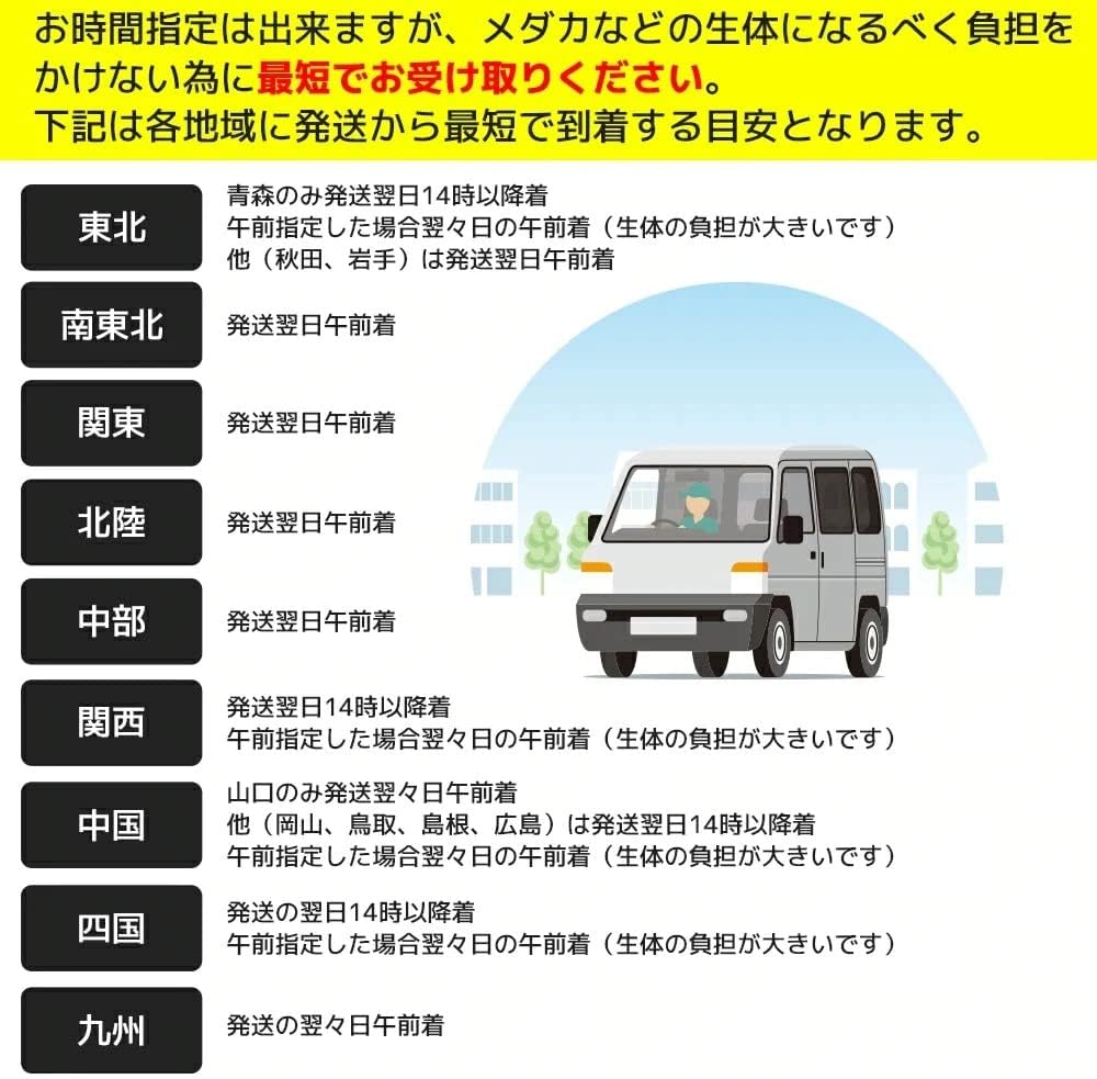 Amazon 保障2匹付き メダカ 流星 稚魚10匹 送料無料 生体 種類 めだか 成魚 幹之 セット 水草 ラメメダカ ダルマメダカ 餌 高級 販売 水槽 ビオトープ 鉢 三色 卵 餌 熱帯魚 観賞魚 金魚 アクアリウム テラリウム めだかの箱庭