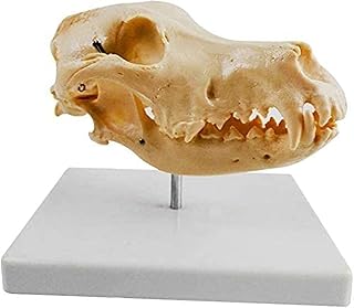 A Model of The Canine Skull Model of Dog Skeleton Anatomical Model Animal Skull， Anatomical Model of teachinguseful SaiFei