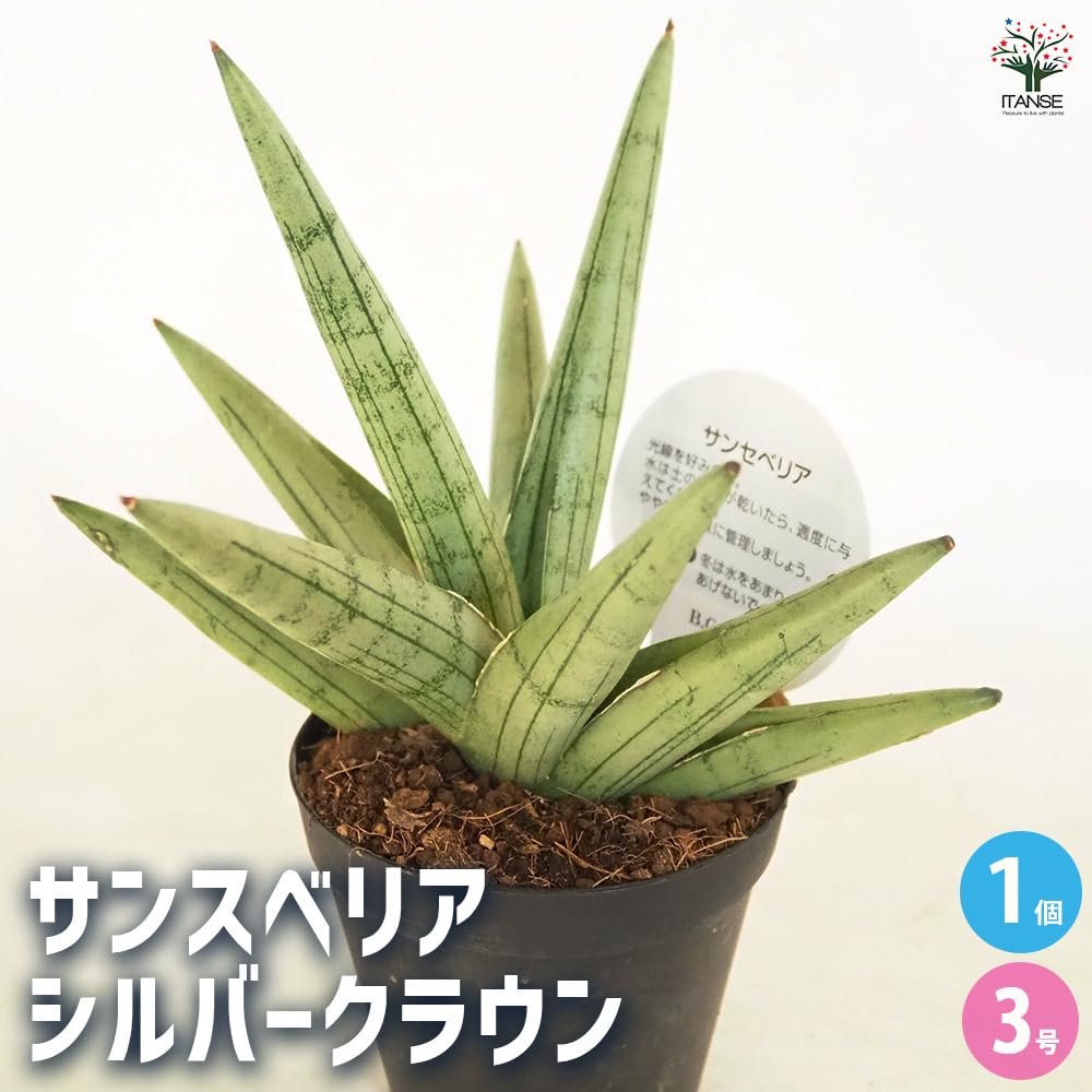 Amazon｜ITANSE サンスベリア シルバークラウン 3号 1個売り