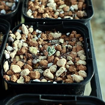 エリオスペルマム チタノプソイデス / グラキリス パキプス アガベ エリオスペルマム チタノプソイデス / グラキリス パキプス アガベ