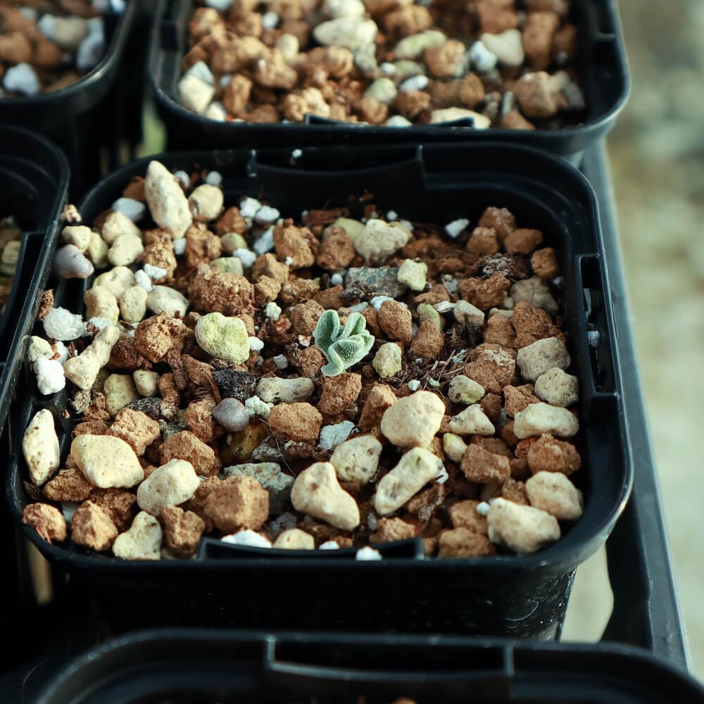 Amazon｜【植物】鉢植 エリオスペルマム・チタノプソイデス【希少