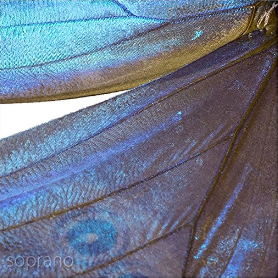 ペルー産　ゼフィリティスモルフォ　81mm Amazon.co.jp: 蝶の標本 ゴダルティモルフォ ペルー産 Morpho